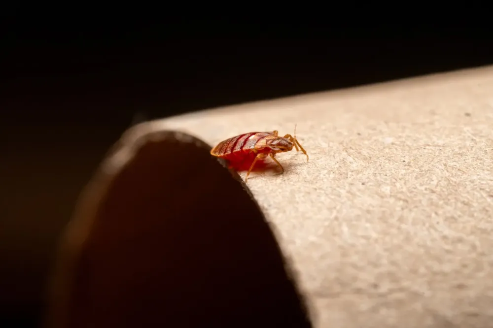 Desinsectisation insecte